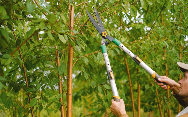 Tree trimming in Holtsville, NY